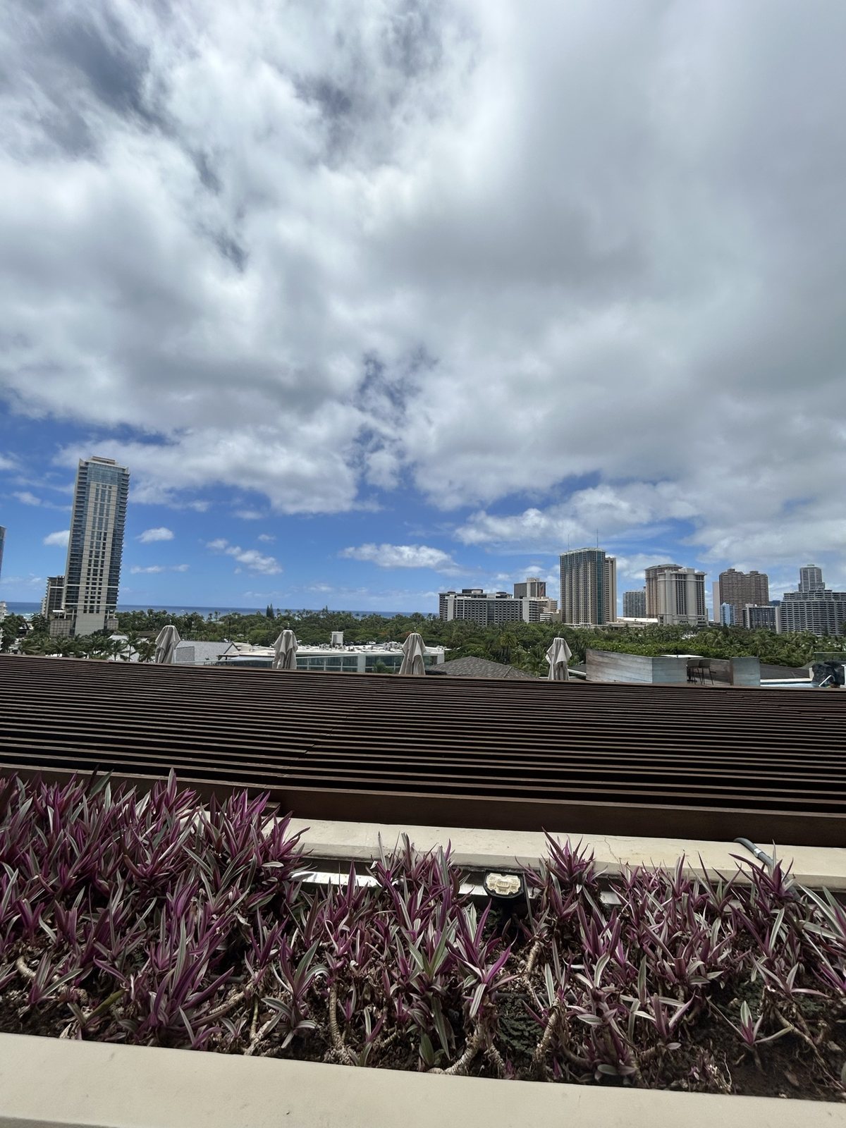 Rooftop planters and the city skyline